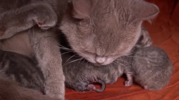Pequeños Gatitos Recién Nacidos Grises Beben Leche Madre Gata Raza — Vídeo de stock