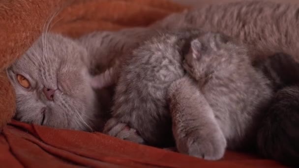 小灰猫从它们纯洁的猫妈妈那里喝牛奶 灰蒙蒙的家猫撒谎 动物舔它的幼崽 可爱的小猫爬向父母的食物 — 图库视频影像