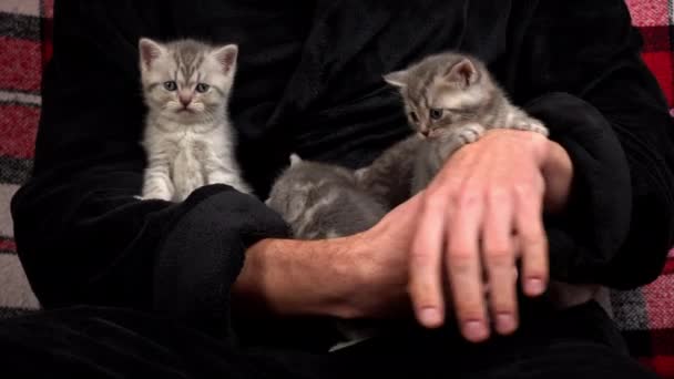 Серые Милые Котята Веселятся Руках Своего Хозяина Маленькие Шотландские Котята — стоковое видео