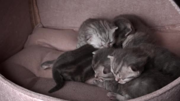 Γκρίζα Καθαρόαιμα Γατάκια Σέρνονται Και Φωνάζουν Μητέρα Τους Γάτα Νεογέννητα — Αρχείο Βίντεο