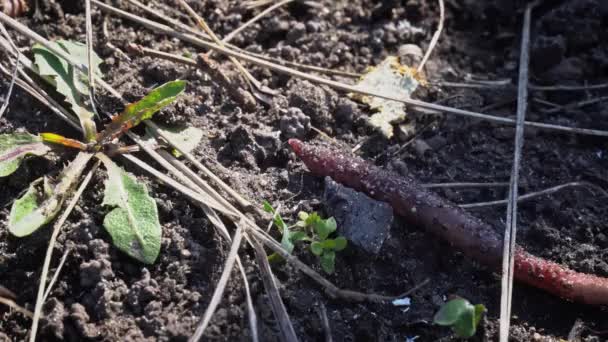 Large Beautiful Earthworm Crawls Black Ground Close Earthworm Crawling Ground — Stock Video