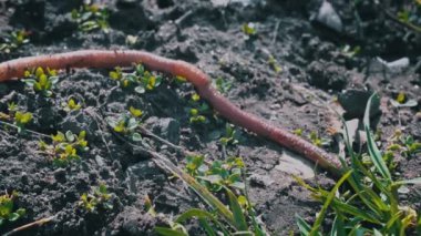 Büyük, güzel bir solucan kara zeminde sürünür. Yakından. Solucan yerde sürünüyor. Yeşil çimenlere kadar sürünüyor. Büyük, güzel bir solucan kara zeminde sürünür. Yakından. Topraktaki solucanlar.