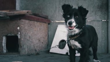 Köpek kulübesinde zincirlenmiş ve kaseler dolusu yiyeceği var. Zincire vurulmuş genç bir bahçe köpeği. Doğal kırsal alan. Üzgün, aç, zayıf ve yalnız köpek köpek köpek kulübesinde oturuyor. Hayvan istismarı kavramı.