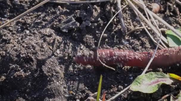 Grote Mooie Regenworm Kruipt Zwarte Grond Close Aardworm Kruipt Grond — Stockvideo