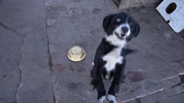 Köpek Kulübesinde Zincirlenmiş Kaseler Dolusu Yiyeceği Var Zincire Vurulmuş Genç — Stok video