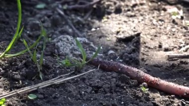 Büyük, güzel bir solucan kara zeminde sürünür. Yakından. Solucan yerde sürünüyor. Yeşil çimenlere kadar sürünüyor. Büyük, güzel bir solucan kara zeminde sürünür. Yakından. Topraktaki solucanlar.