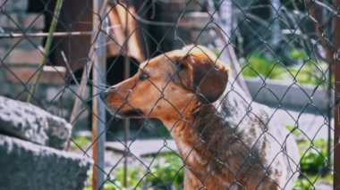Köpek kulübesinde zincirlenmiş ve kaseler dolusu yiyeceği var. Zincire vurulmuş genç bir bahçe köpeği. Doğal kırsal alan. Üzgün, aç, zayıf ve yalnız köpek köpek köpek kulübesinde oturuyor. Hayvan istismarı kavramı.