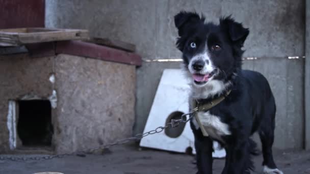 Anjing Dirantai Rumah Dekat Kandang Dan Mangkuk Makanan Anjing Halaman — Stok Video