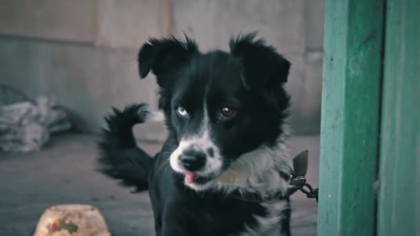 Pies Przykuty Łańcuchami Domu Pobliżu Swojej Hodowli Miski Jedzenia Młody — Wideo stockowe