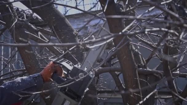 줄기에서 체인사우 가지로 톱질하는 사람의 허리케인이 사슬로 나무를 트렁크 나무를 — 비디오
