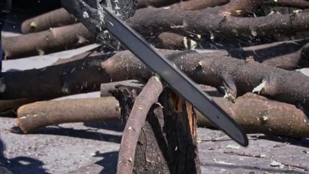 伐木工人从树干上用链锯树枝锯材 一场人类的飓风正在用链锯砍倒一棵树 把树干折断了 专业伐木的概念 — 图库视频影像