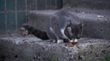 Gri ve beyaz bir kedi aşınmış beton basamaklarda kuru gıdaları kemiriyor. Arkaplan olarak yeşil fayanslar kullanılıyor. Şehir yaşamının bir anını gözler önüne seriyor.