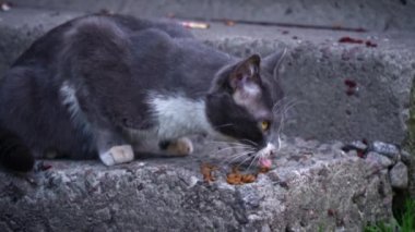 Beyaz ağızlıklı gri bir kedi, şehir çürümesinin ortasında somut bir adımla sokaktaki hayvanların esnekliğini yansıtan bir ziyafetin tadını çıkarıyor.