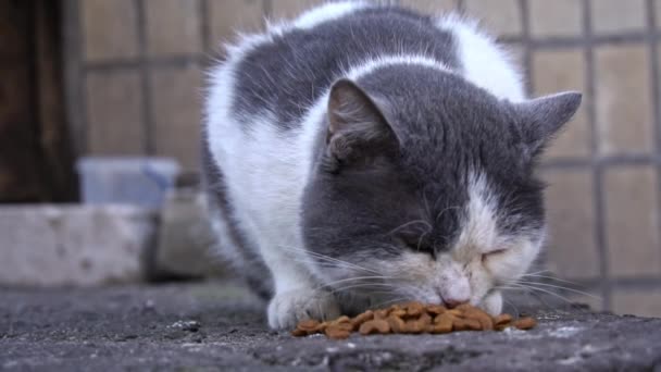 Λευκή Και Γκρι Γάτα Επικεντρώθηκε Στην Κατανάλωση Ξηρών Τροφίμων Φόντο — Αρχείο Βίντεο
