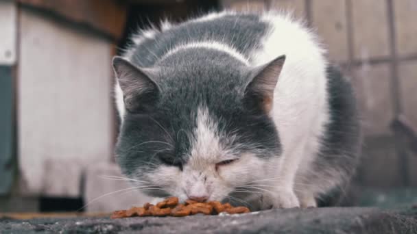 Zamyšlená Šedobílá Kočka Jídlem Betonové Římse Přemýšlející Městském Prostředí Obklopuje — Stock video