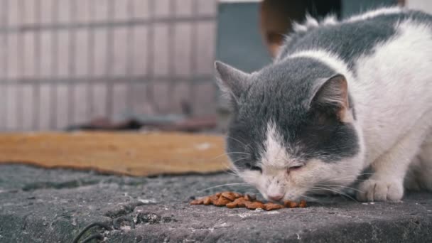 Šedá Bílá Kočka Upřeně Živí Betonovou Deskou Která Poskytuje Pohled — Stock video
