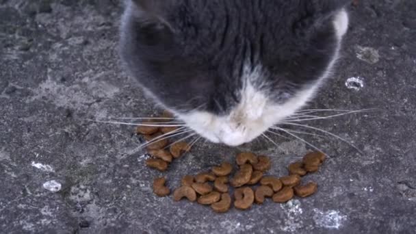 Zaměřená Kočka Zachycena Době Krmení Konzumující Suché Jídlo Hrubé Městské — Stock video
