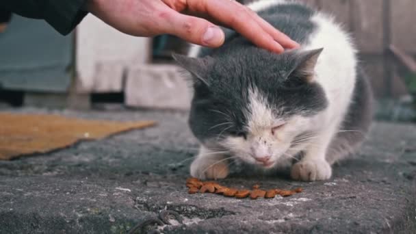 Křehký Okamžik Interakce Člověk Kočka Jako Něžná Ruka Mazlí Krmení — Stock video
