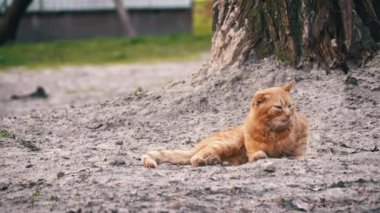Rahat bir kızıl kedi, yeşil bir alanda sakin bir anın tadını çıkararak, çıplak zeminde uzanır.