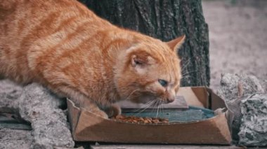 Bir zencefilli sokak kedisine yakın çekim. Beslenme saatine dalmış, kentsel manzaranın pürüzlü dokularıyla.