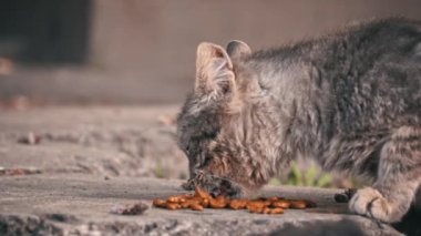 Yemek saatinde yaşlı gri bir kedinin yakın plan çekimi, şehrin sert betonuna karşı kurulmuş.