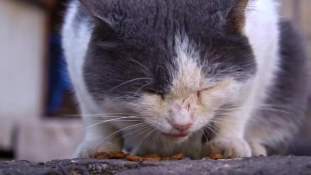 Šedá Bílá Městská Kočka Hrbí Nad Snídaní Drsném Povrchu Města — Stock video