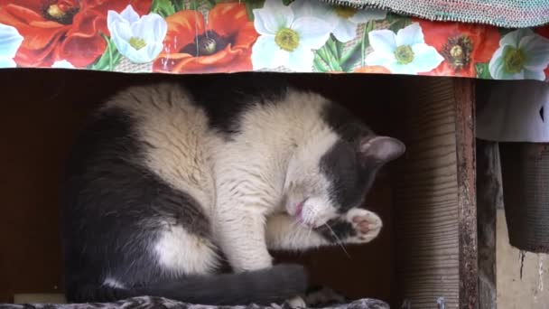 Μια Ασπρόμαυρη Γάτα Grooms Ίδια Μια Ζεστή Γωνιά Floral Διακόσμηση — Αρχείο Βίντεο