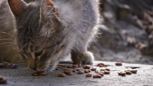 Elderly Tabby Cat Feasts Kibble Sunny Day Moment Peace Hustle — Stock Video