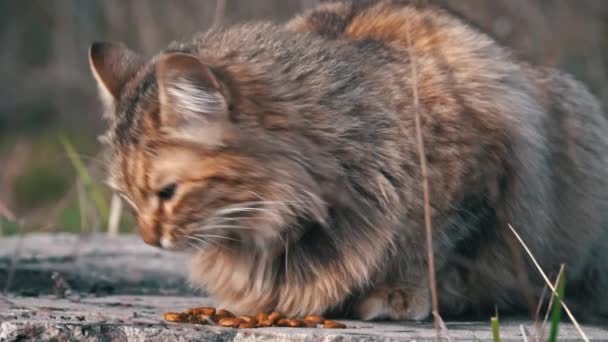 Gri Bir Tekir Sokak Kedisi Beton Bir Çıkıntıda Beslenerek Hayvani — Stok video