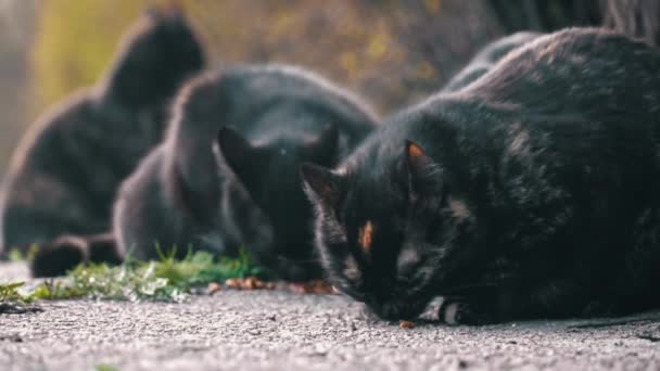 Gatos Selvagens Alimentam Luz Ofuscante Suas Silhuetas Misturando Com Paisagem — Vídeo de Stock