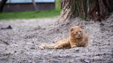 Kızıl bir kedi, bir ağacın dibinde, kurak toprağın üzerinde, düşünceli bir bakışla, şehir parkına karışıyor.