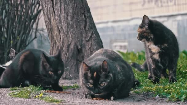 Eine Gruppe Von Drei Straßenkatzen Liegt Beim Füttern Eng Aneinander — Stockvideo