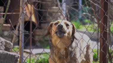 Köpek kulübesinde zincirlenmiş ve kaseler dolusu yiyeceği var. Zincire vurulmuş genç bir bahçe köpeği. Doğal kırsal alan. Üzgün, aç, zayıf ve yalnız köpek köpek köpek kulübesinde oturuyor. Hayvan istismarı kavramı.