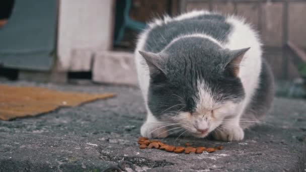 Μια Ήσυχη Στιγμή Μοιράζεται Μια Γάτα Της Πόλης Καθώς Ήσυχα — Αρχείο Βίντεο