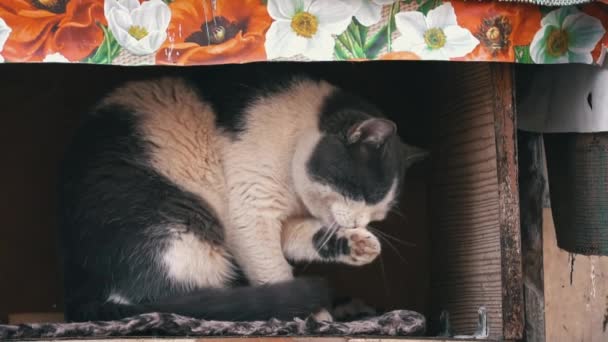 Μια Ασπρόμαυρη Γάτα Καθαρίζεται Σχολαστικά Μέσα Ένα Χάρτινο Καταφύγιο Αντανακλώντας — Αρχείο Βίντεο