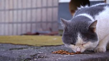 Sabahın erken saatlerinde, kaba kaldırımda kahvaltı yapan gri ve beyaz bir kedi bulur.