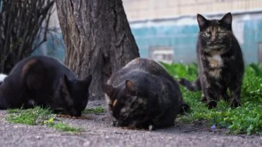 Diğerleri yemek yerken, bir tanesi nöbet tutan üç sokak kedisi bir parça otla besleniyor..