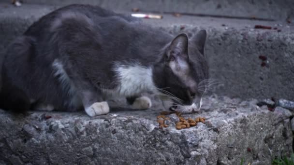 一只松懈的猫躺在水泥窗台上 在一面旧的砖墙的背景下 随意地吃着东西 捕捉到了一个宁静的都市景象 — 图库视频影像