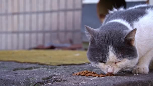 荒れた舗装 都市生活のスライスで朝食をとる灰色と白い猫を見つける — ストック動画