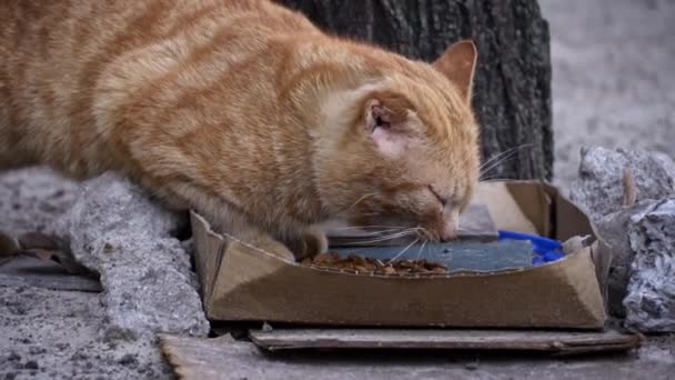 Ginger Cat Eats Makeshift Cardboard Dish Urban Pavement Showcasing Adaptability — Stock Video
