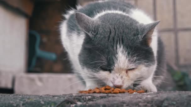Сосредоточенная Уличная Кошка Принимает Участие Сухой Трапезе Отравленной Фоне Городской — стоковое видео