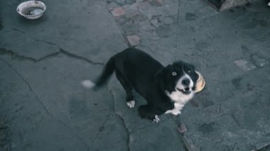 Köpek kulübesinde zincirlenmiş ve kaseler dolusu yiyeceği var. Zincire vurulmuş genç bir bahçe köpeği. Doğal kırsal alan. Üzgün, aç, zayıf ve yalnız köpek köpek köpek kulübesinde oturuyor. Hayvan istismarı kavramı.