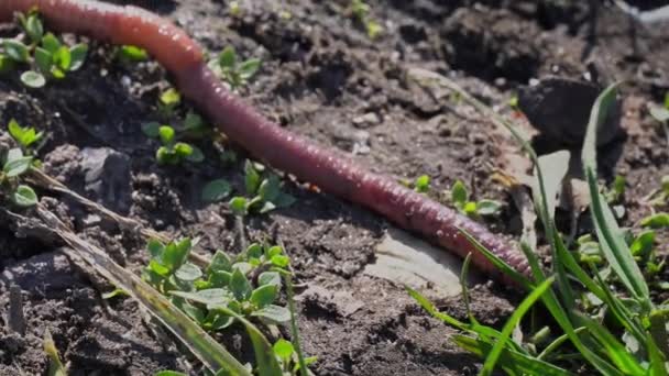 Large Beautiful Earthworm Crawls Black Ground Close Earthworm Crawling Ground — Stock Video