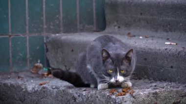 Gri ve beyaz kedi aşınmış basamaklara tünemiş, tetikte ve dikkatle bakıyor, yeşil kiremitlerden bir arka planı var, şehir hayvanlarını resmetmek için mükemmel.