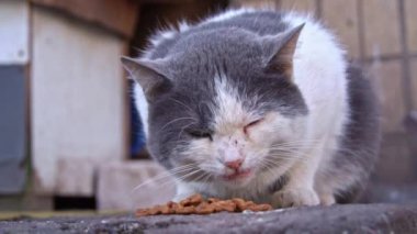 Açık havada yemeğin tadını çıkaran gri ve beyaz bir kedinin yoğun anı. Detaylı bir ifadeyle bir blok arkaplanına yansıtılıyor.