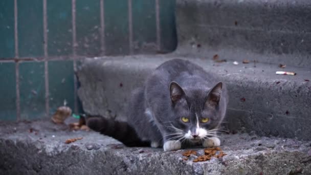 Gato Gris Blanco Posa Escaleras Desgastadas Alerta Mirando Fijamente Con — Vídeos de Stock