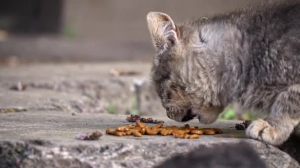 高齢の灰色の猫は その黄金時代に都市動物の回復力を示し ステップ上で食事をします — ストック動画
