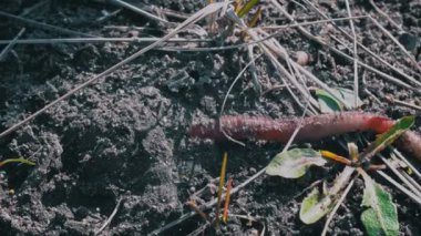 Büyük, güzel bir solucan kara zeminde sürünür. Yakından. Solucan yerde sürünüyor. Yeşil çimenlere kadar sürünüyor. Büyük, güzel bir solucan kara zeminde sürünür. Yakından. Topraktaki solucanlar.