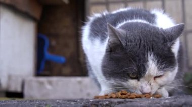 Dikkatli bir bakışla, gri ve beyaz bir kedi yıpranmış beton bir yüzey üzerinde yemek yiyor, günlük bir şehir tablosu.