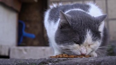 Derin düşüncelere dalmış gri ve beyaz bir kedi, sakin bir şehir anını kapsayan, dokulu bir şehir yüzeyinde yemeğinin tadını çıkarır.